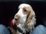 Cocker spaniel Micki - vi er lige ude og køre;)