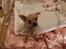 Chihuahua Armani