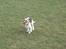 Beagle Sopwith Camels Lady Like - FULD FART...