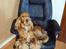 Cocker spaniel Morgan