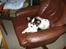 Papillon Coco