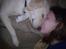 Labrador retriever Sascha *RIP* - Min elskehund