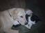 Labrador retriever Sascha *RIP* - Sascha og missevennerne
