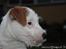 Parson russell terrier Tootsie