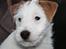 Parson russell terrier Tootsie