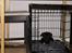 Staffordshire bull terrier Carla