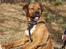 Blanding af racer Diesel