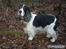 Cocker spaniel Barleys Tippe