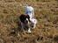 Field Trial spaniel Trille Lund - Trille og Tim på turen Hjem