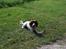 Field Trial spaniel Trille Lund - Trille med fart på