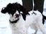 Field Trial spaniel Trille Lund