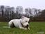 Amerikansk staffordshire terrier Lilo - mmm en pind!