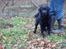 Labrador retriever Taslas little CloudDancer