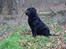Labrador retriever Taslas little CloudDancer