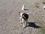 Field Trial spaniel Trille Lund
