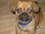 Blanding af racer (mops/pekingeser) Bob