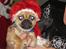 Blanding af racer (mops/pekingeser) Bob - Glædelig jul