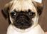Mops Ibeth Pug Dominic Purcell