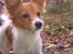 Papillon Emma