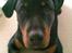 Rottweiler Freja  .. R.I.P<3<3<3<3