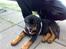 Rottweiler Freja  .. R.I.P<3<3<3<3
