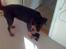 Rottweiler Freja  .. R.I.P<3<3<3<3