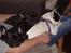 Fransk bulldog Josie R.I.P