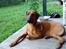 Rhodesian ridgeback Iljo R.i.P (Himmelhund)