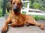 Rhodesian ridgeback Iljo R.i.P (Himmelhund)