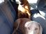 Rhodesian ridgeback Iljo R.i.P (Himmelhund)