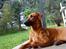 Rhodesian ridgeback Iljo R.i.P (Himmelhund)