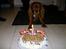 Cavalier king charles spaniel Cavalots Elvis - Elvis 1 år :)