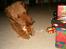 Airedale terrier Zeus - R.I.P 2002-2009