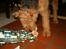 Airedale terrier Zeus - R.I.P 2002-2009