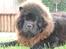 Chow chow Gonzo