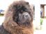 Chow chow Gonzo