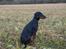 Dobermann Armageddonstars Elmander (R.I.P.)