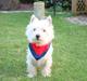 West highland white terrier Victor Wistie