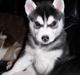 Siberian husky Balou (har Hvalpe)