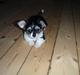 Blanding af racer Mynthe - Himmelhund <'3