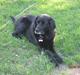 Blanding af racer Trine R.I.P 27/12/2010-