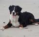 Berner sennenhund Taiger H