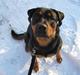 Rottweiler Carla