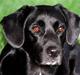 Border collie / Labrador Fister