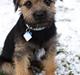 Border terrier Basse