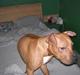 Amerikansk staffordshire terrier junior R.I.P