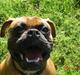 Boxer Dallas