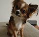 Chihuahua <3 Darwin <3