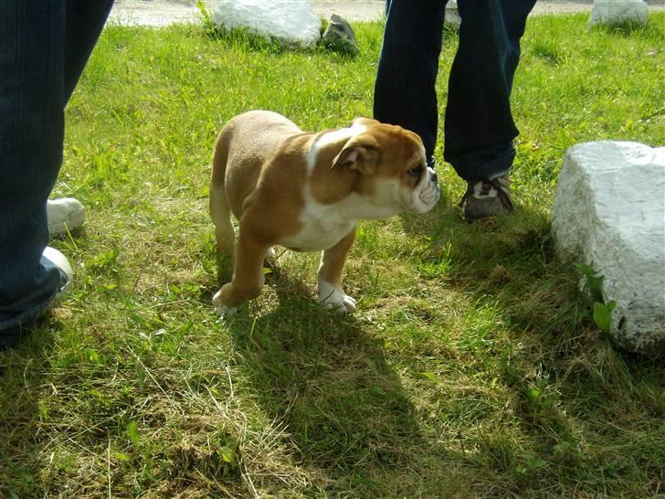 Engelsk bulldog Uffe Eric Cantona - 12 uger gammel billede 1
