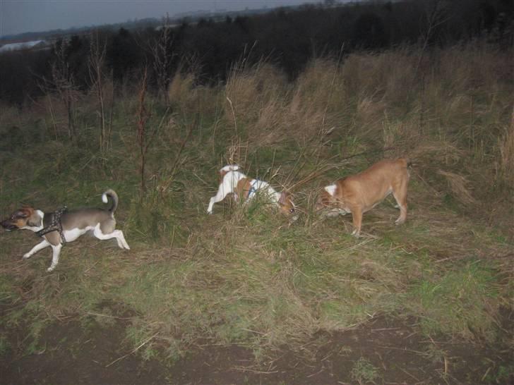Engelsk bulldog Uffe Eric Cantona - Leger med "gutterne" på bjerget billede 2